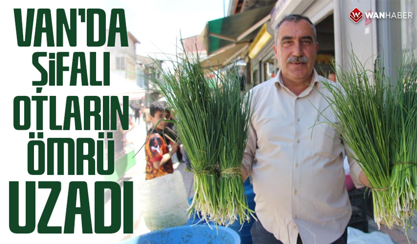 Van'da şifalı otların tezgah ömrü uzadı