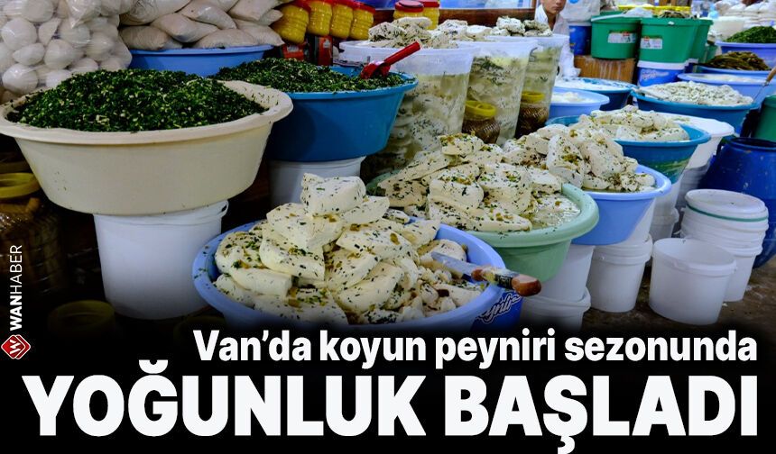 Van’da koyun peyniri sezonunda yoğunluk başladı