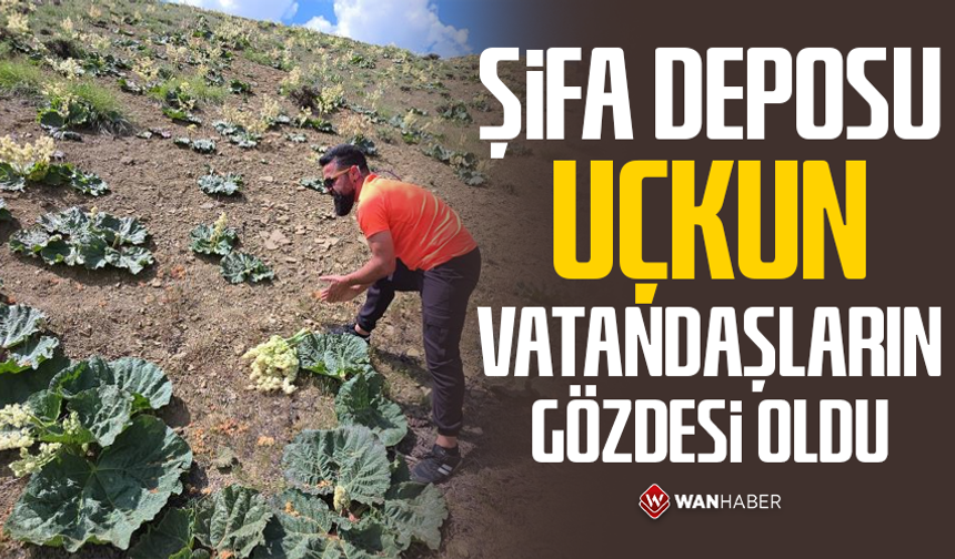 Şifa deposu uçkun vatandaşların gözdesi oldu