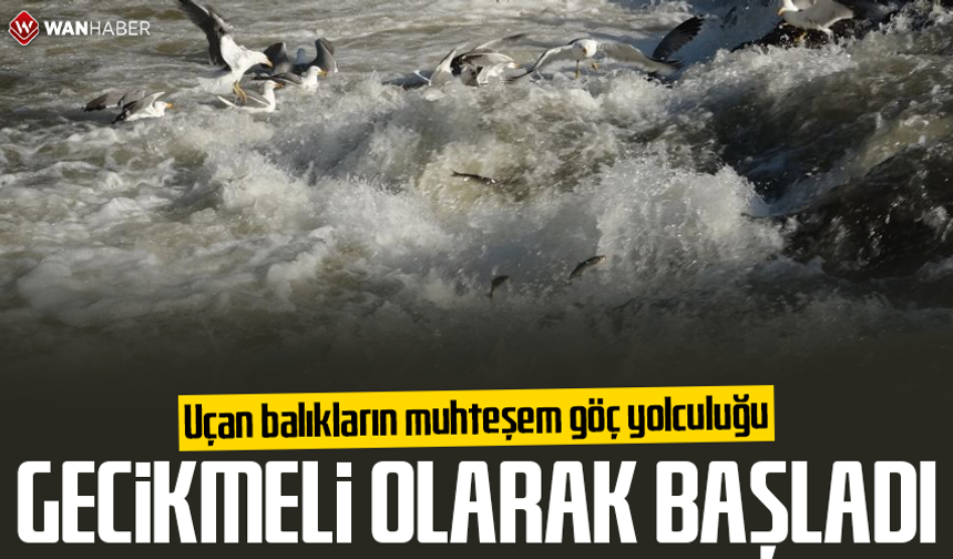 Uçan balıkların muhteşem göç yolculuğu gecikmeli olarak başladı