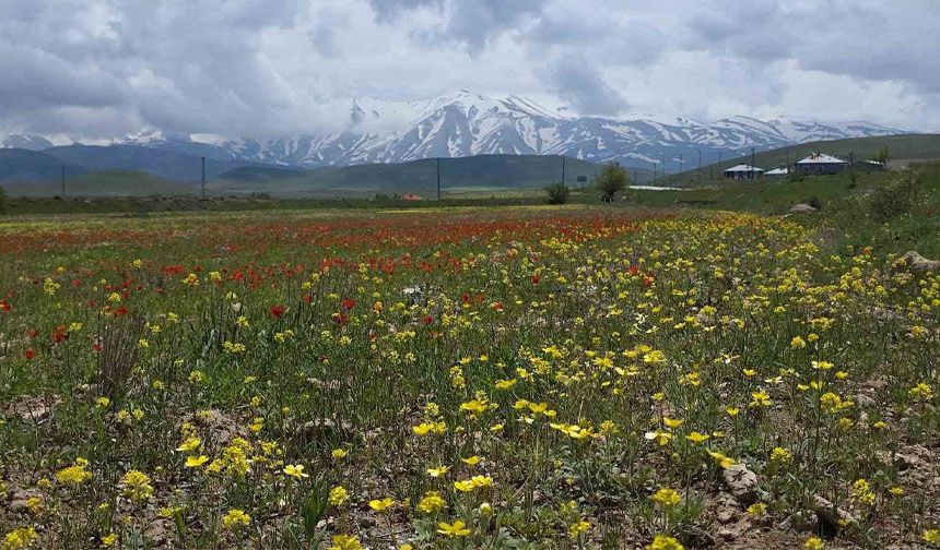 Van’da renklerin dansı