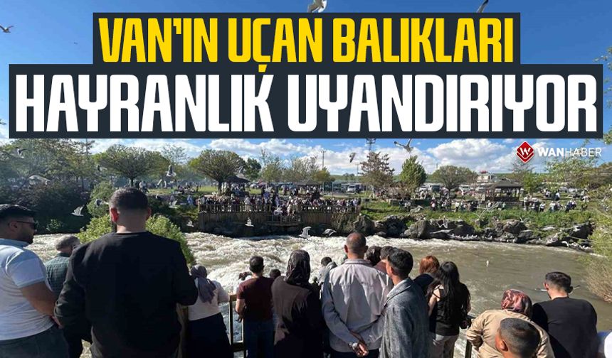 Van’ın uçan balıkları hayranlık uyandırıyor