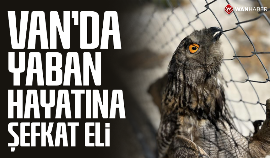 Van'da yaban hayatına şefkat eli