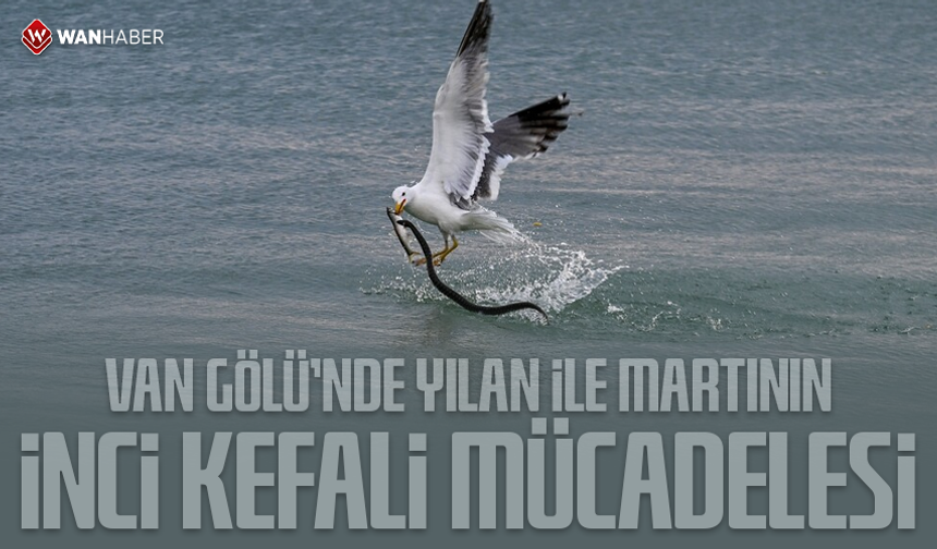 Van Gölü'nde yılan ile martının inci kefali mücadelesi