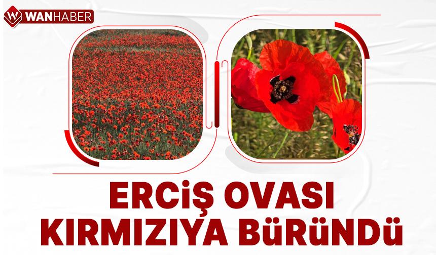 Erciş'te ova ve dağ etekleri kırmızıya büründü