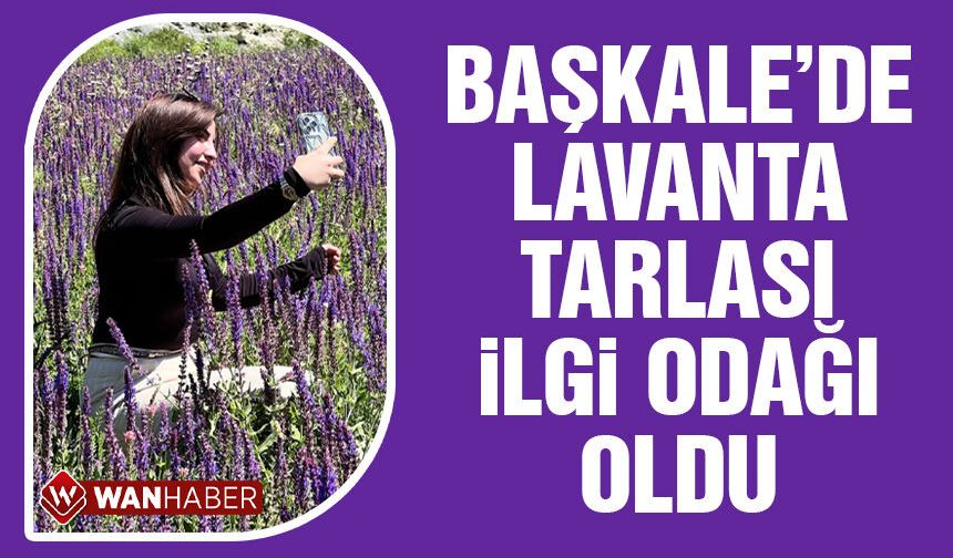 Van Başkale'deki lavanta tarlası ilgi odağı oldu