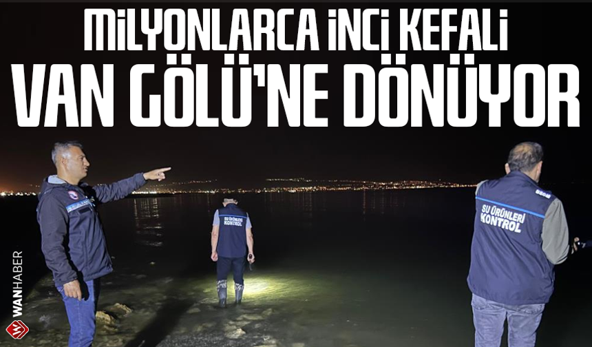 Milyonlarca inci kefali Van Gölü'ne dönüyor