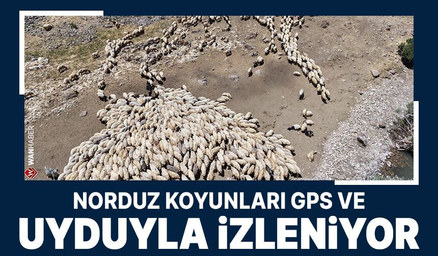 Norduz koyunları GPS ve uyduyla izleniyor