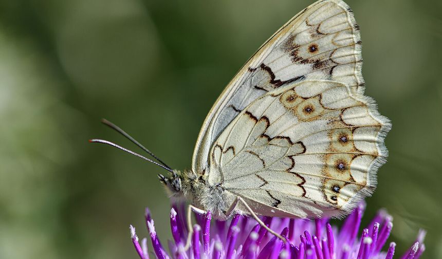 Van'da kelebek turizmi yapılmalı