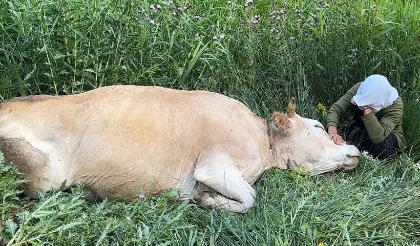 Yüksekova'da yürek yakan görüntü
