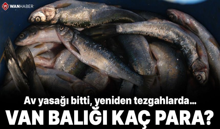 Van Balığının yeni sezon fiyatı belli oldu! Av yasağı bitti, yeniden tezgahlarda…