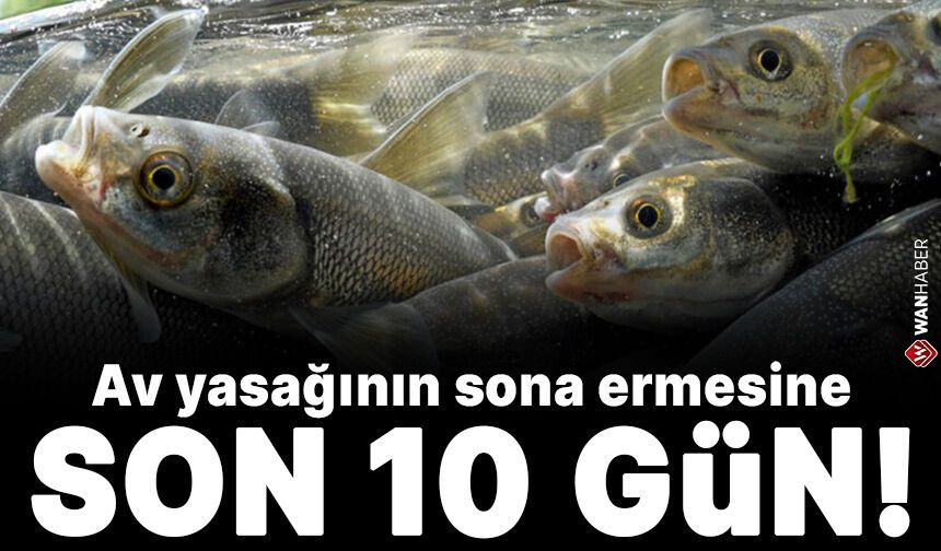 Van Balığı hasreti bitiyor! Av yasağının sona ermesine son 10 gün!