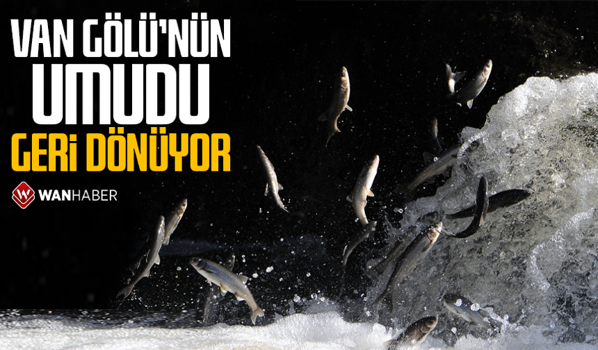 Van Gölü'nün umudu geri dönüyor