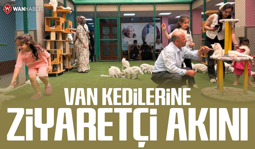 Van kedilerine ziyaretçi akını