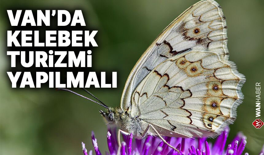 Van'da kelebek turizmi yapılmalı