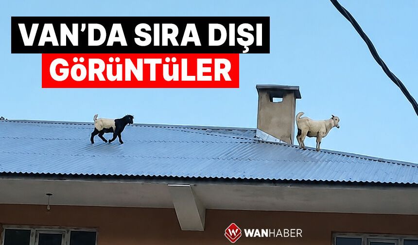 Van'da sıra dışı bir görüntü