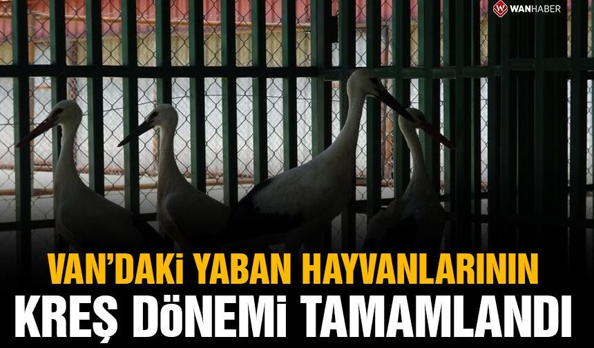 Van'daki yaban hayvanlarının 'kreş' dönemi tamamlandı