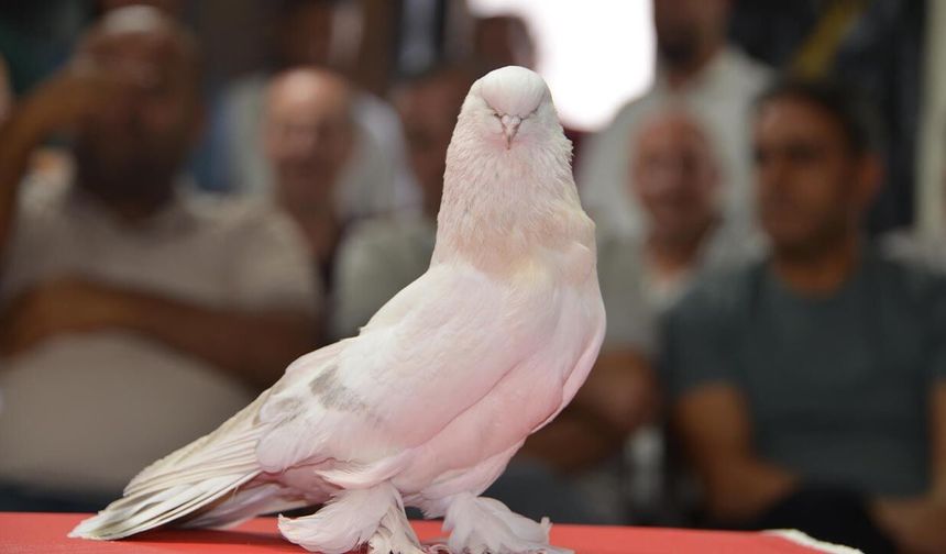 Güvercinlerin fiyatı 5 milyon liraya kadar çıkıyor