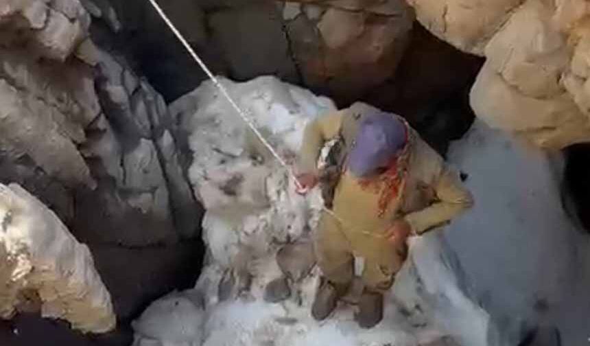 Uçurumdan düşen sigortalı buzağı için seferber oldular