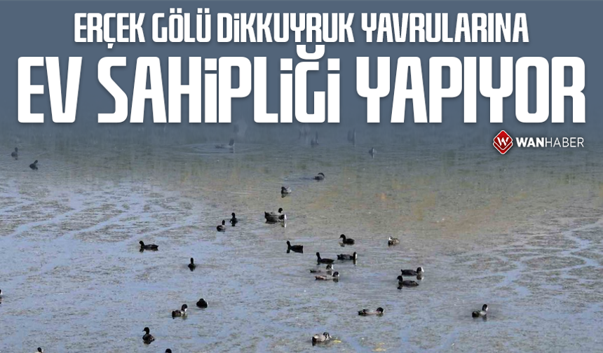 Erçek Gölü Dikkuyruk yavrularına ev sahipliği yapıyor