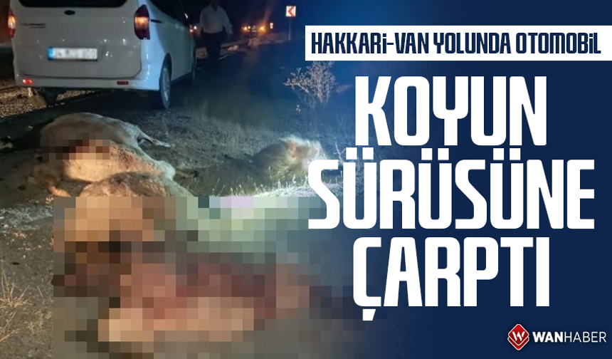 Hakkari-Van yolunda otomobil koyun sürüsüne çarptı