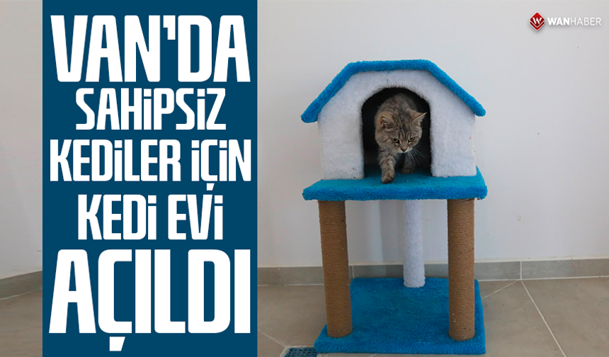 Van’da sahipsiz kediler için ‘Kedi Evi’ açıldı