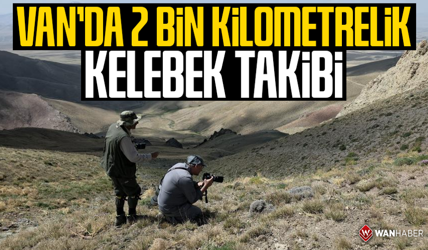 Van'da 2 bin kilometrelik kelebek takibi