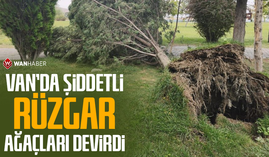 Van’da şiddetli rüzgar ağaçları ve kamelyaları devirdi