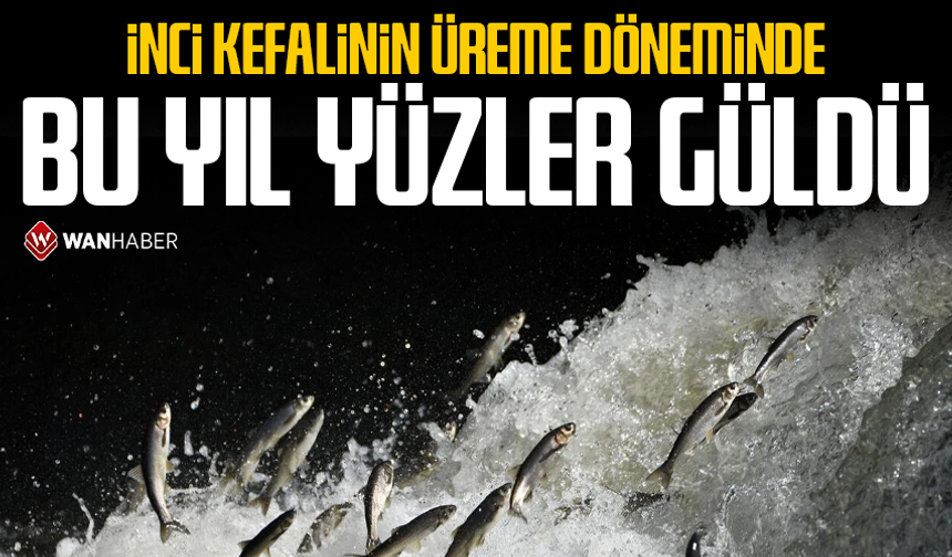İnci kefalinin üreme döneminde bu yıl yüzler güldü