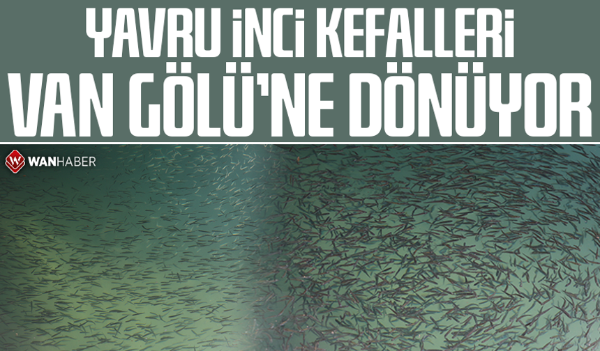 Yavru inci kefalleri Van Gölü’ne dönüyor