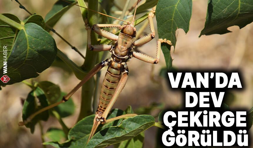 Van'da dev çekirgeler tedirgin etti