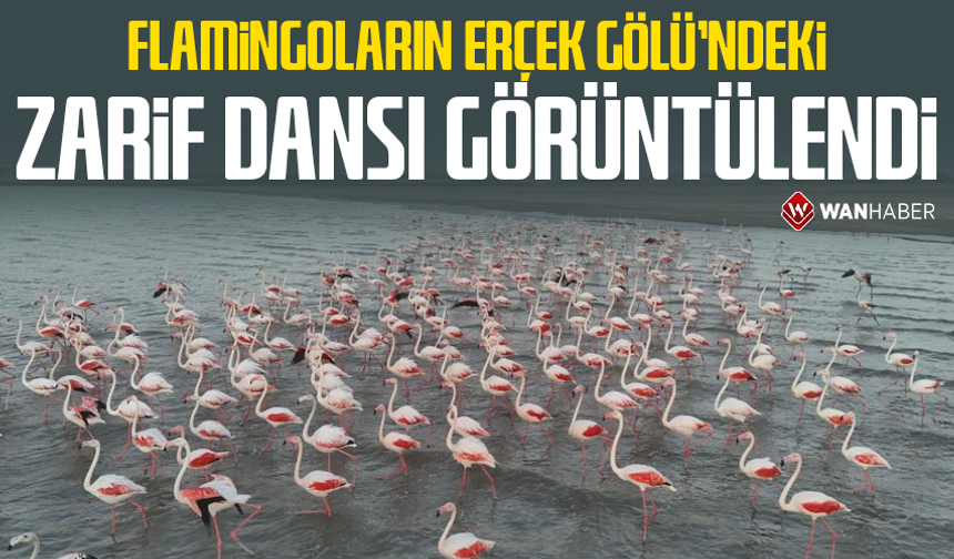 Flamingoların Erçek Gölü’ndeki zarif dansı görüntülendi