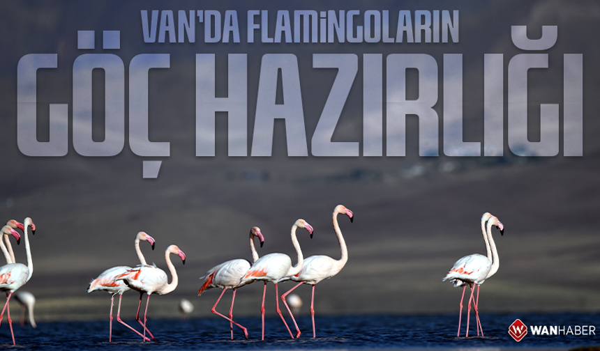 Van’da flamingoların göç hazırlığı