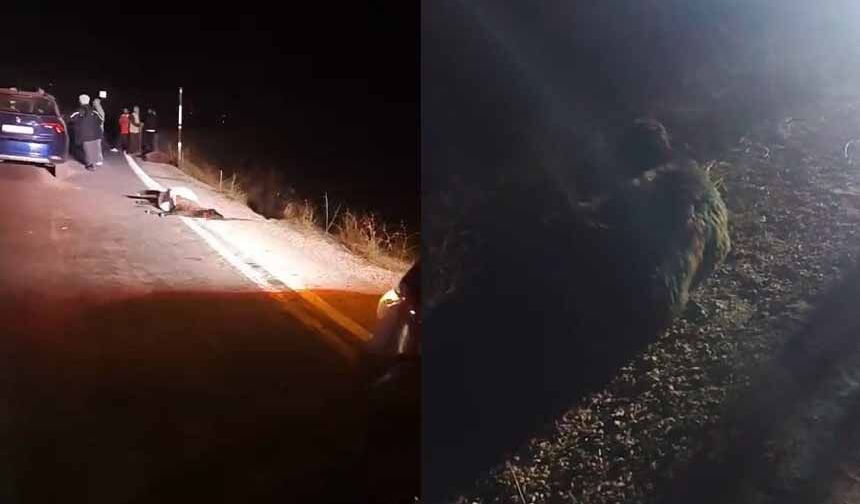 Yüksekova'da sürüye otomobil çarptı: 4 koyun telef oldu