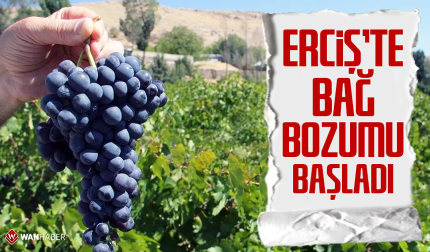 Erciş'te bağ bozumu başladı