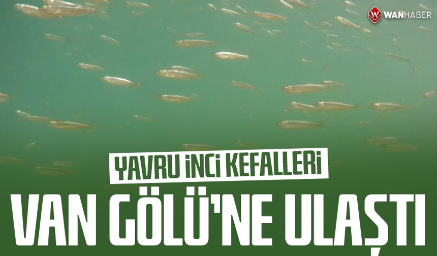 Yavru inci kefalleri Van Gölü'ne ulaştı