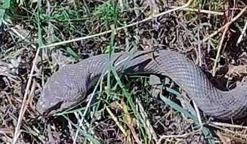 Hakkari'de 1,5 metrelik kocabaş yılanı görüntülendi