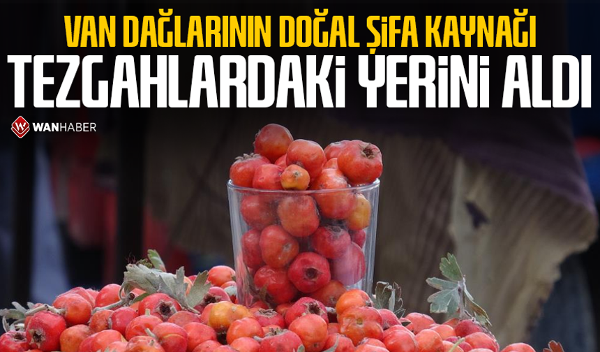 Van dağlarının doğal şifa kaynağı tezgahlardaki yerini aldı