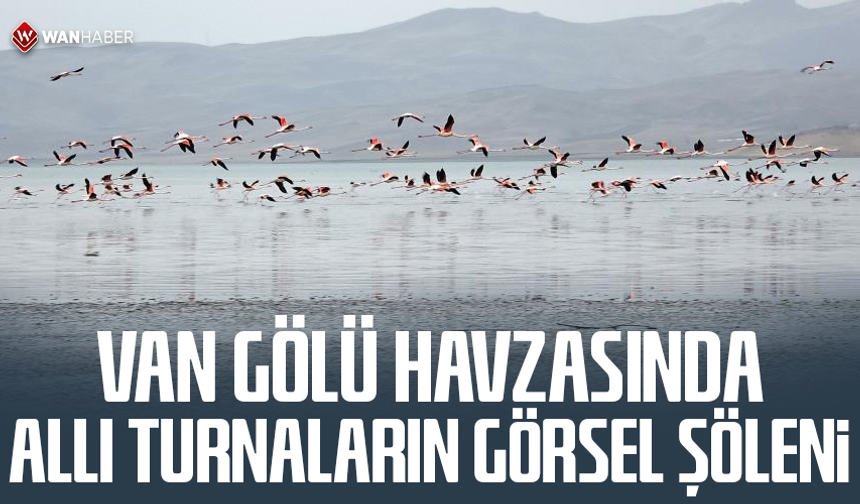 Van Gölü havzasında allı turnaların görsel şöleni
