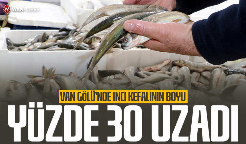 Van Gölü'nde inci kefalinin boyu yüzde 30 uzadı