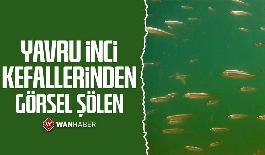 Yolculuk tamamlandı: Milyarlarca yavru inci kefali Van Gölü'ne döndü