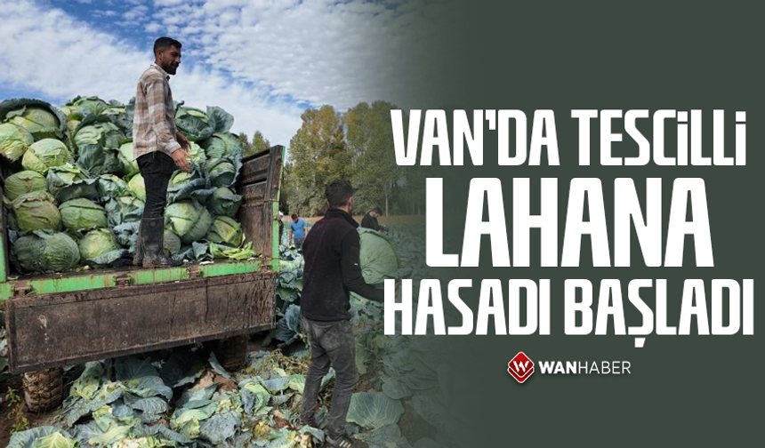 Erciş'te tescilli lahana hasadı başladı