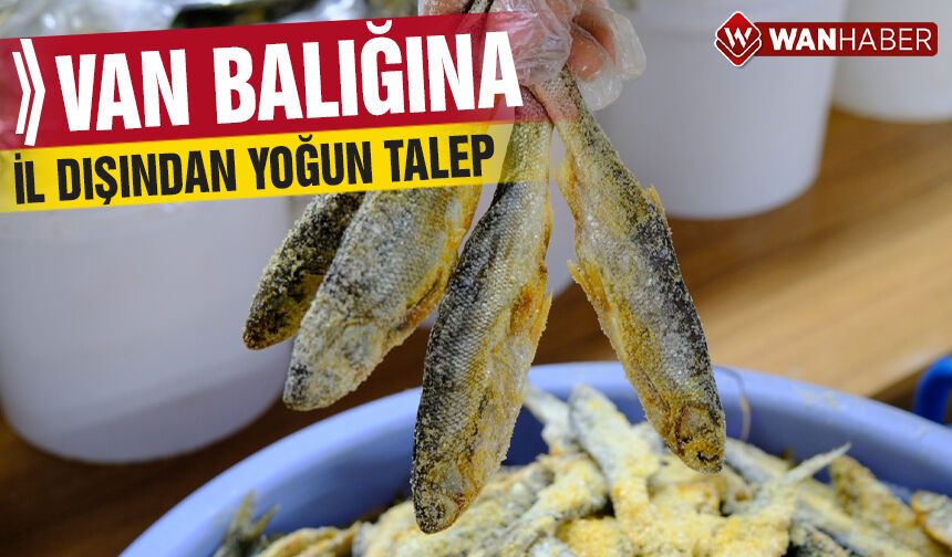 Tuzlu Van balığına il dışından yoğun talep!
