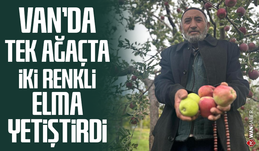 Van’da tek ağaçta iki renkli elma yetiştirdi