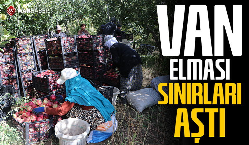 Van elması sınırları aştı