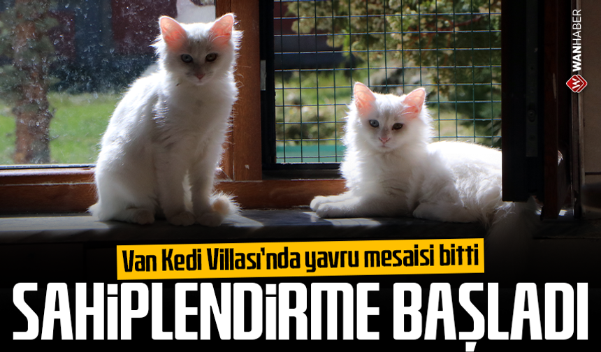 Van Kedi Villası’nda yavru mesaisi bitti, sahiplendirme başladı
