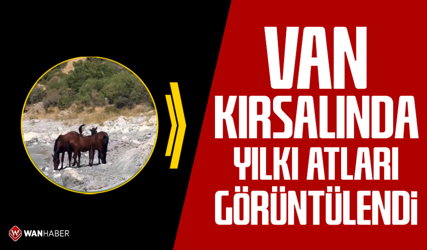 Van kırsalında yılkı atları görüntülendi