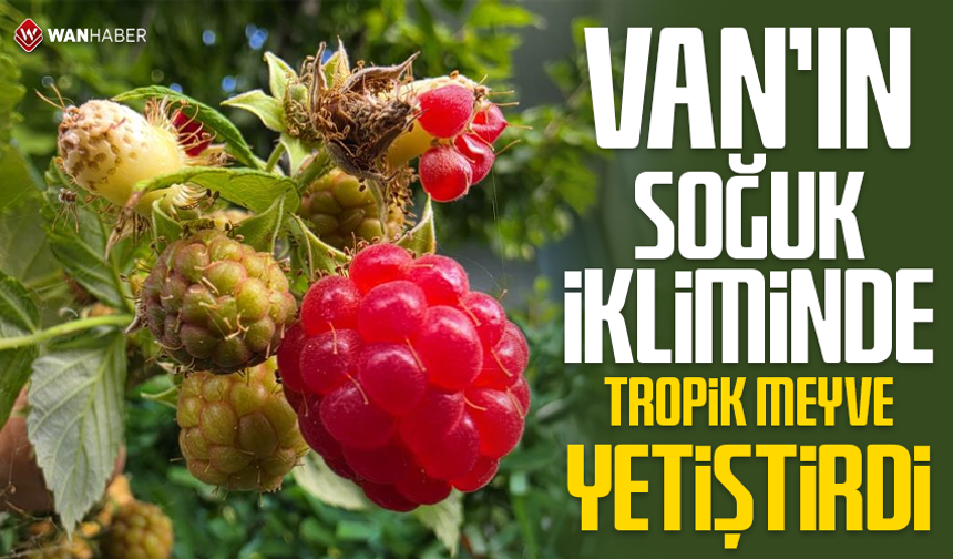Van’ın soğuk ikliminde tropik meyve yetiştirdi