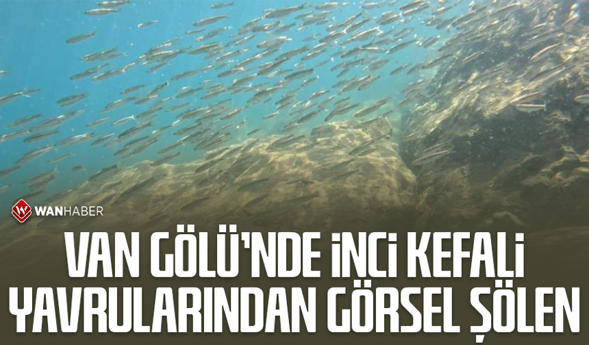 Van Gölü’nde inci kefali yavrularından görsel şölen