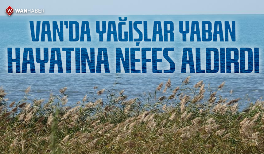 Van'da yağışlar yaban hayatına nefes aldırdı
